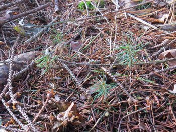 treeflow-fichten-im-wald